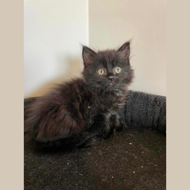 Photo of Soot Sprite
