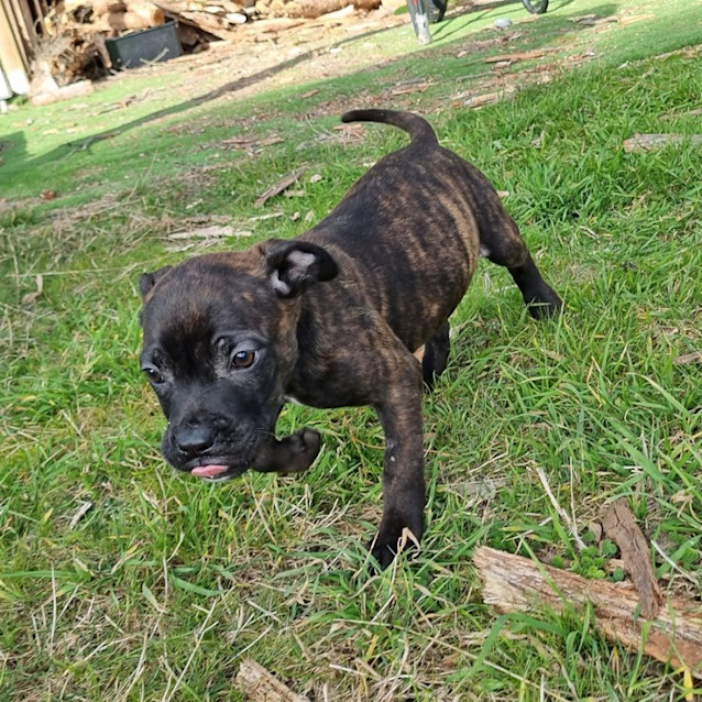 Photo of Wonton