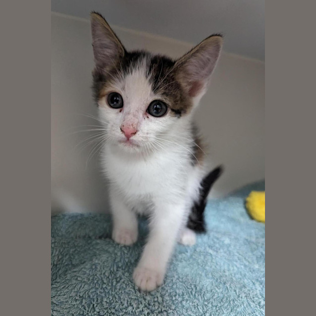 Photo of Gizmo