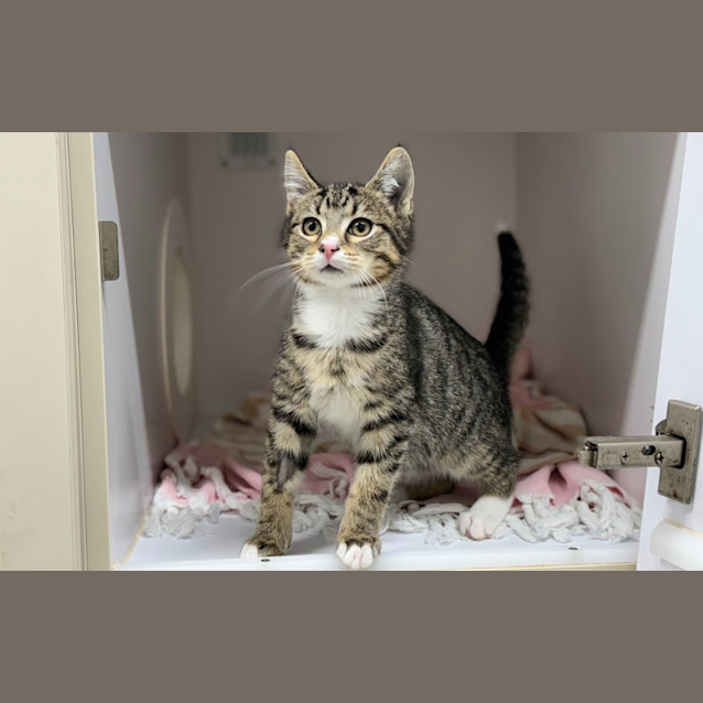 Photo of Tipsy