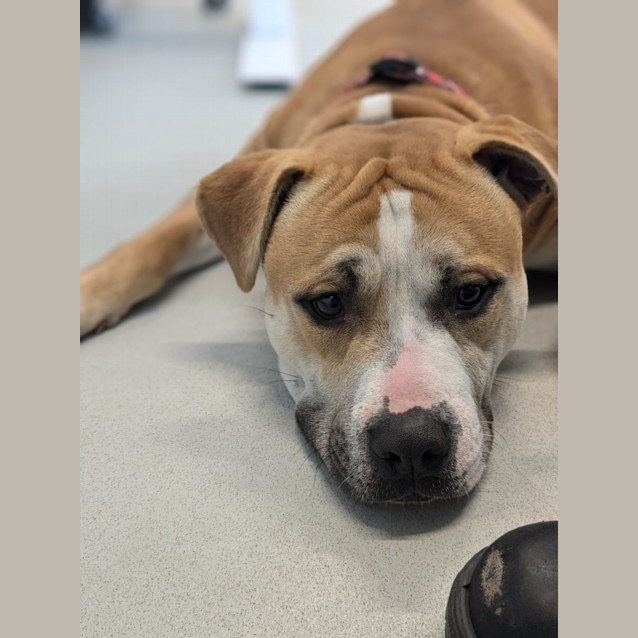 Photo of 🌊 Oakley 5275 🌊