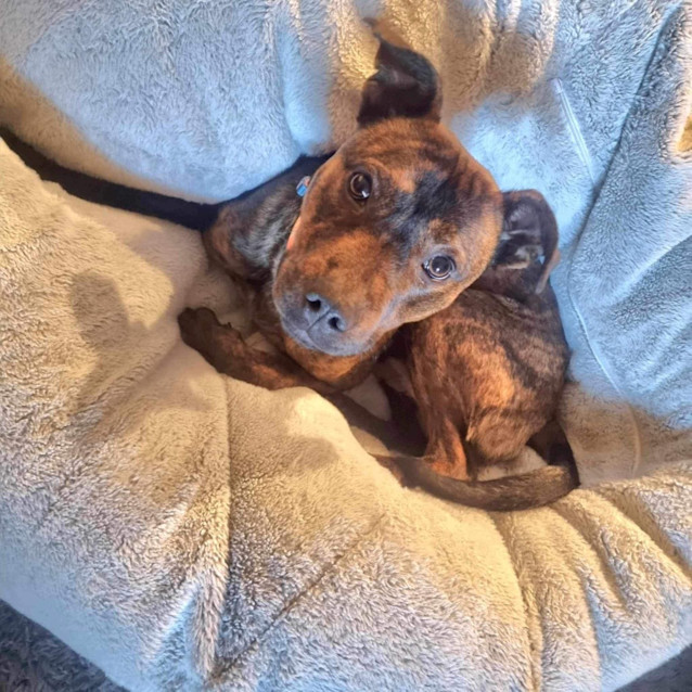 Photo of Django