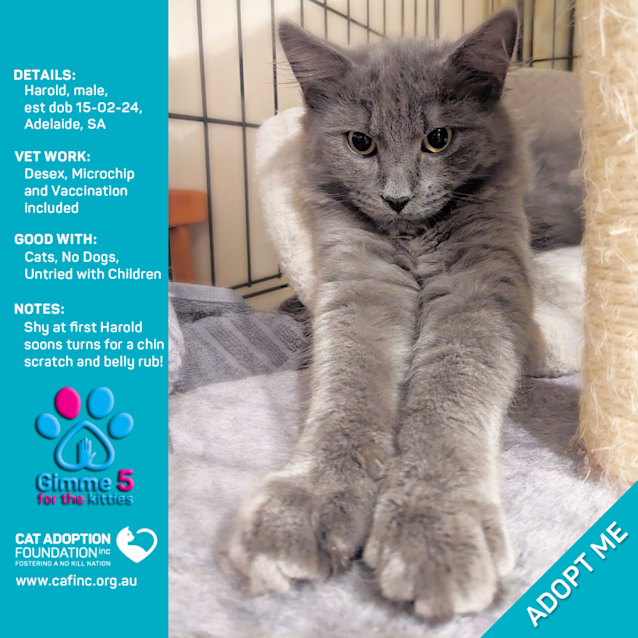 Photo of Harold Just $50 Limited Time!