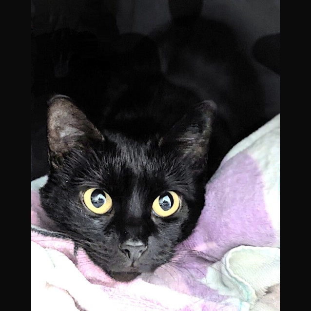 Photo of Jiji