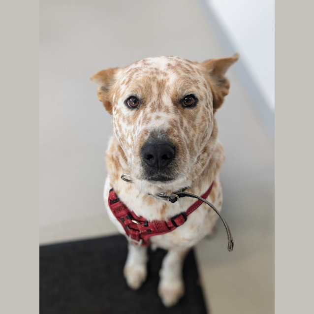 Photo of 🐾 Neville 5303 🐾