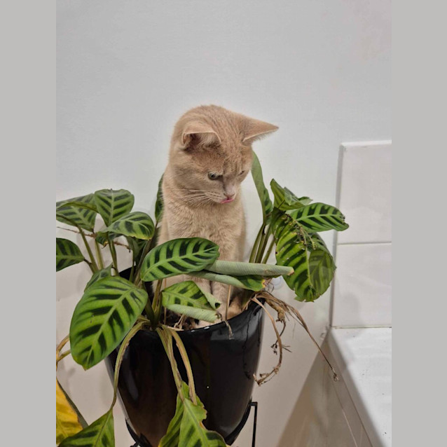 Photo of Mia