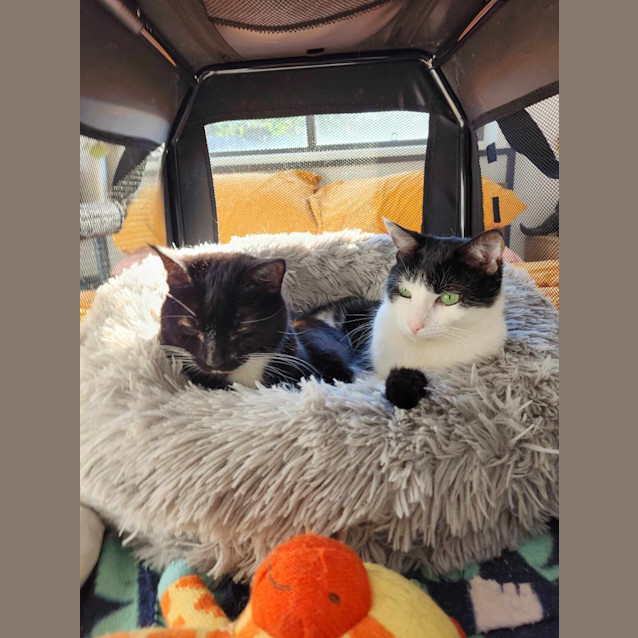 Photo of Beets / Moss