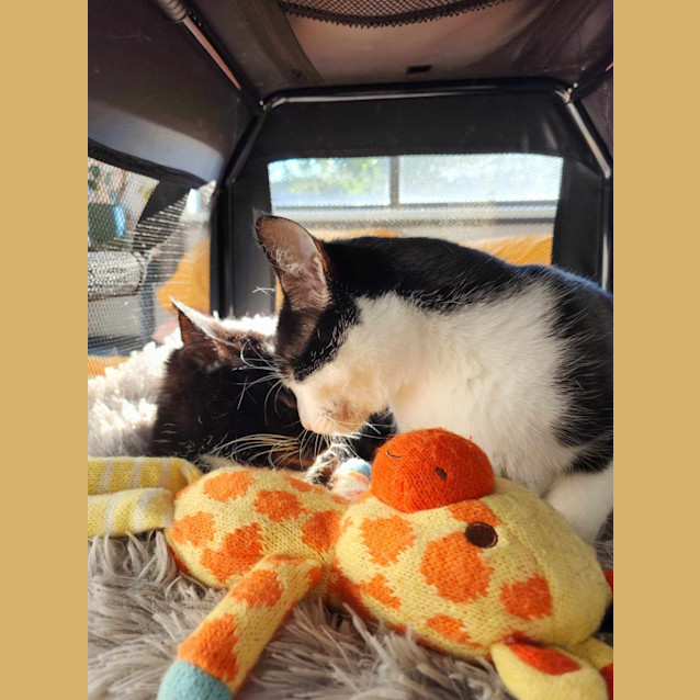 Photo of Beets / Moss