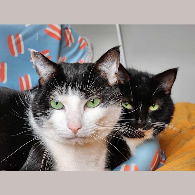 Photo of Beets / Moss