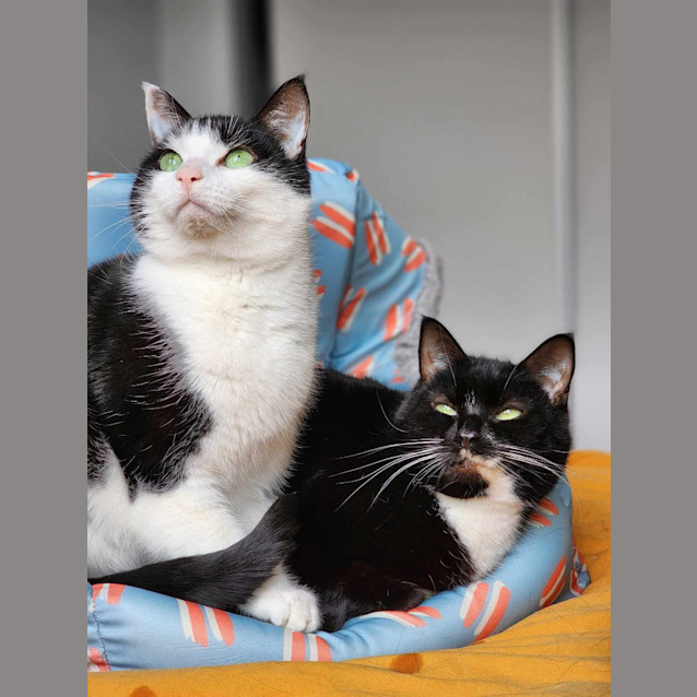 Photo of Beets / Moss