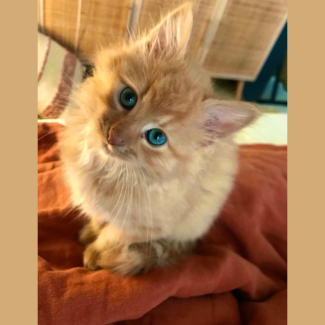 Photo of Billy The Kitt