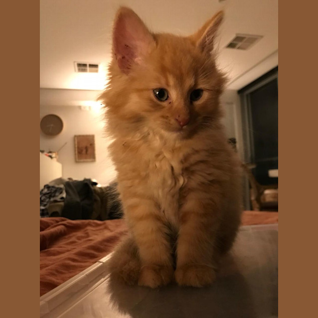 Photo of Billy The Kitt