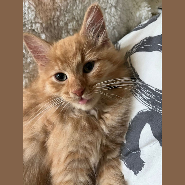 Photo of Billy The Kitt