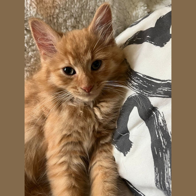 Photo of Billy The Kitt