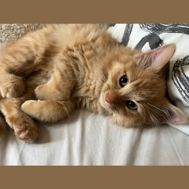 Photo of Billy The Kitt