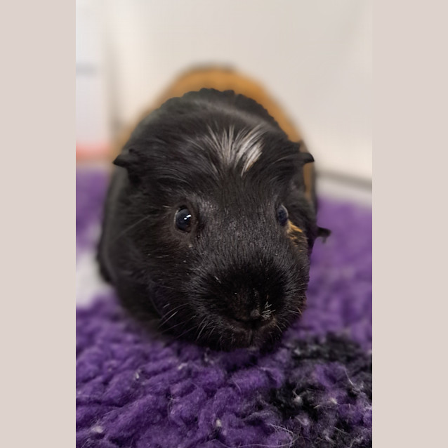 Photo of Sheldon