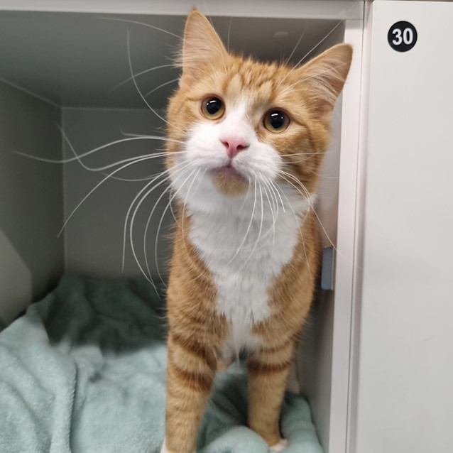 Photo of Chester