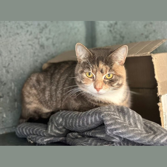 Photo of Willow