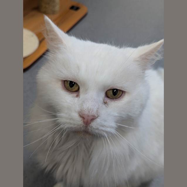 Photo of Casper