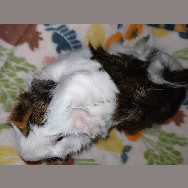 Photo of Fable 
