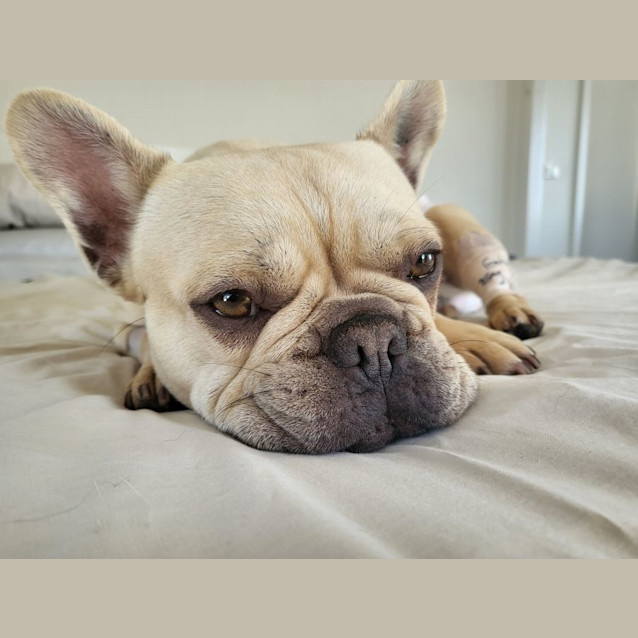 Photo of Crepe Suzette