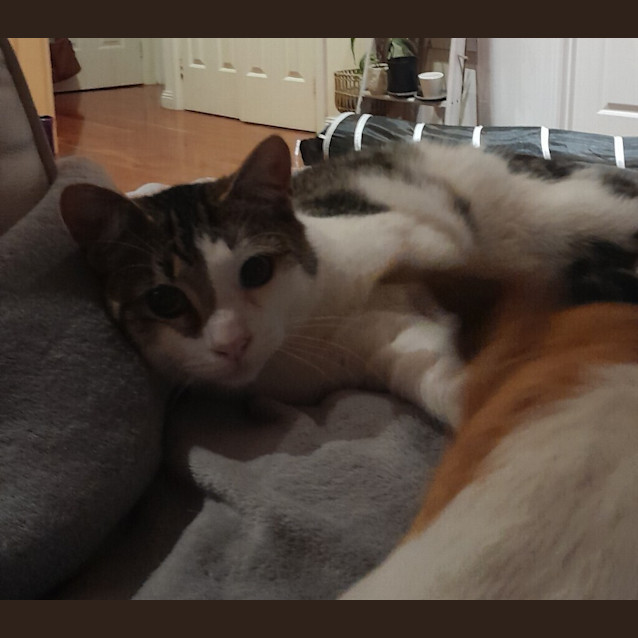 Photo of Tigger