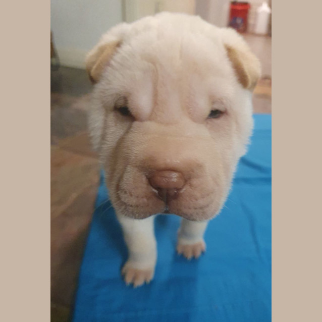 Photo of Fozzie Bear