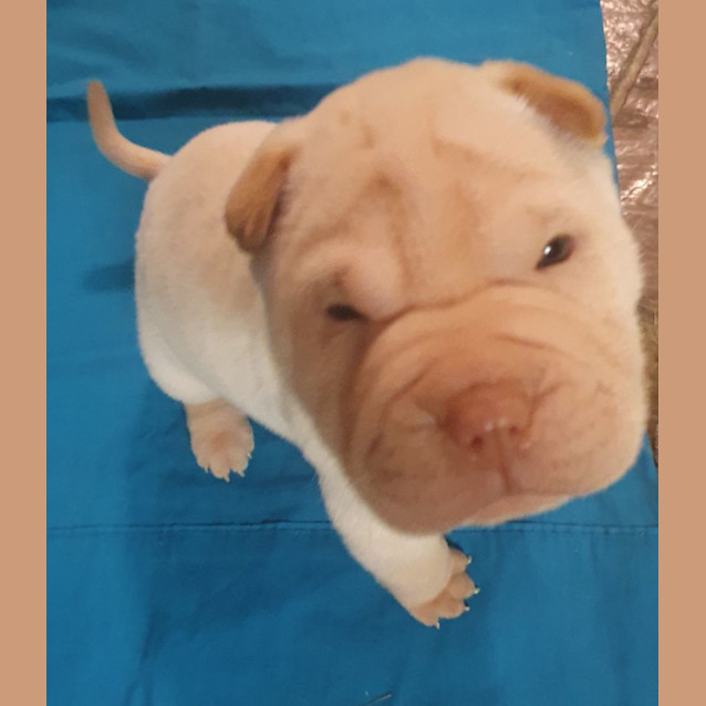 Photo of Fozzie Bear