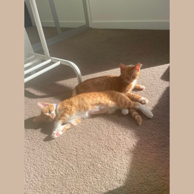 Photo of Momo & Tobiko