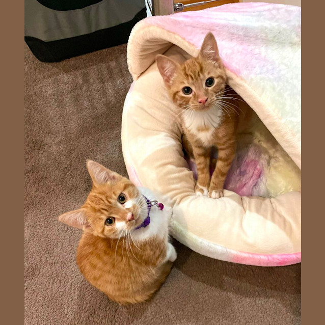 Photo of Momo & Tobiko