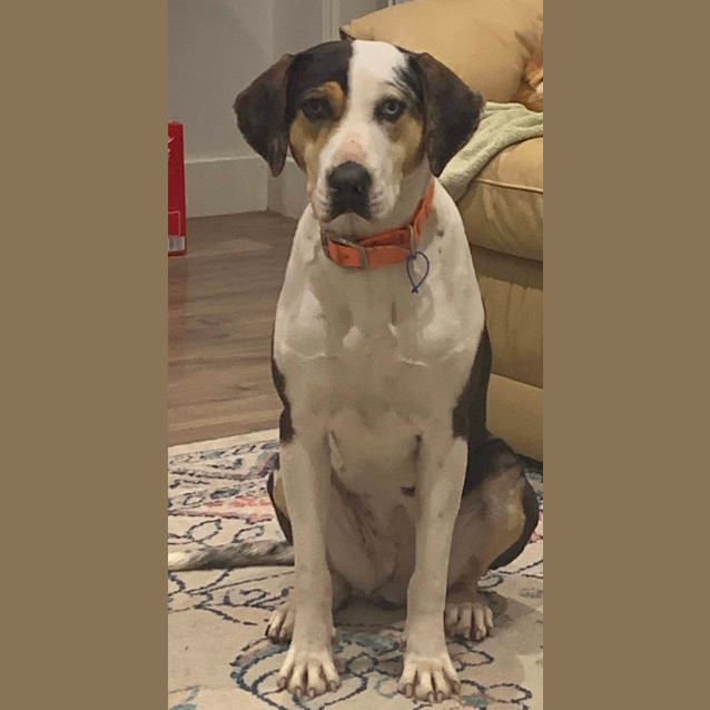 Photo of Missy   18 Month Old Catahoula (Hold)