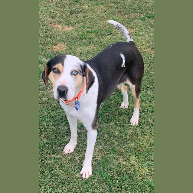 Photo of Missy   18 Month Old Catahoula (Hold)