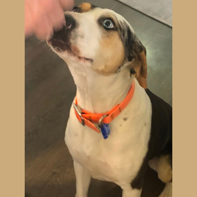 Photo of Missy   18 Month Old Catahoula (Hold)