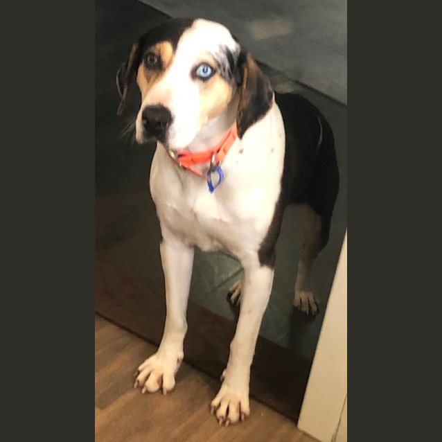 Photo of Missy   18 Month Old Catahoula (Hold)