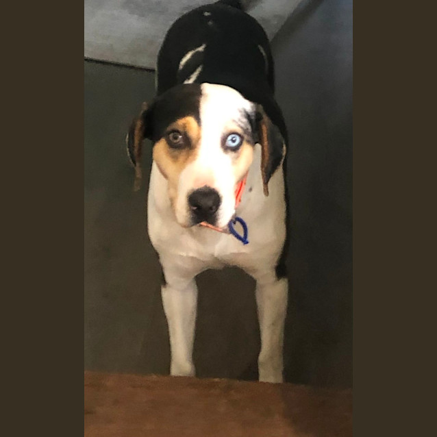 Photo of Missy   18 Month Old Catahoula (Hold)