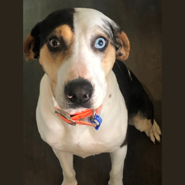 Photo of Missy   18 Month Old Catahoula (Hold)