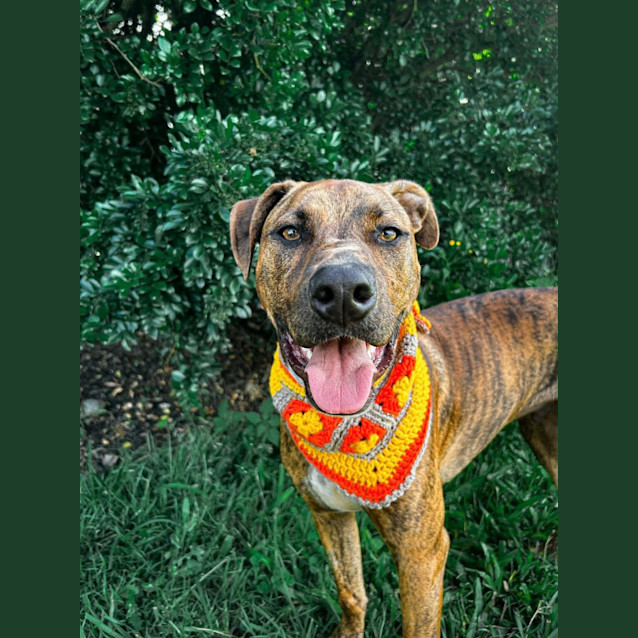 Photo of Porter *$150 Adoption Fee*