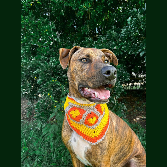 Photo of Porter *$150 Adoption Fee*