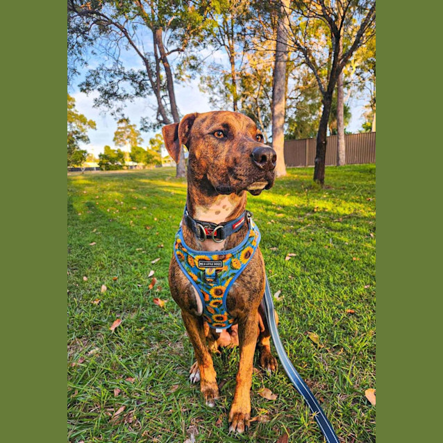 Photo of Porter *$150 Adoption Fee*