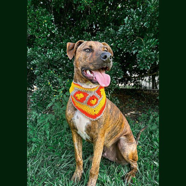 Photo of Porter *$150 Adoption Fee*