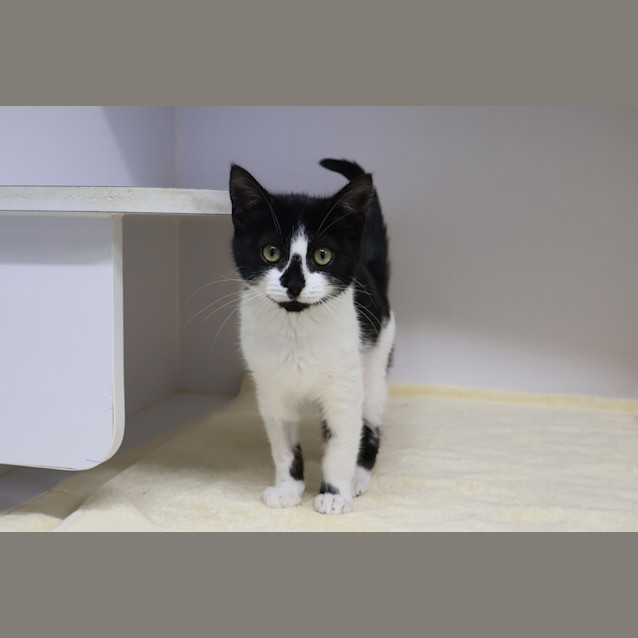 Photo of Magpie