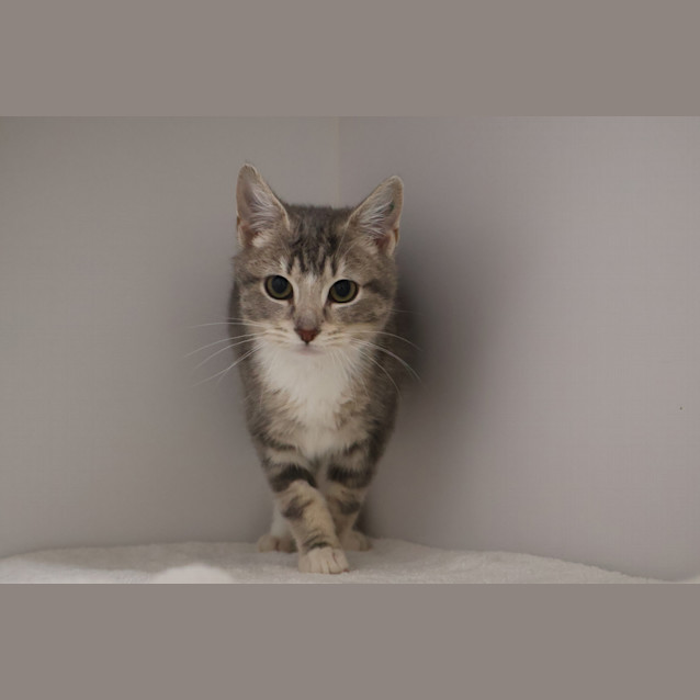 Photo of Smidge