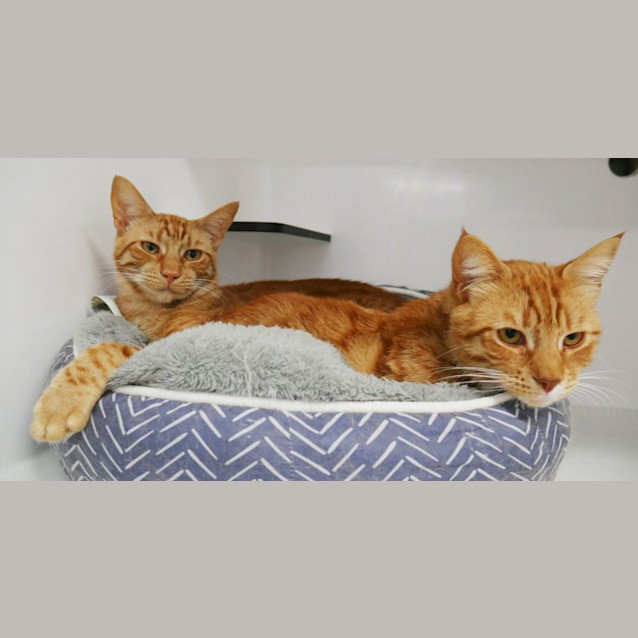 Photo of Lotus Rsua012336 & Reed Rsua012338