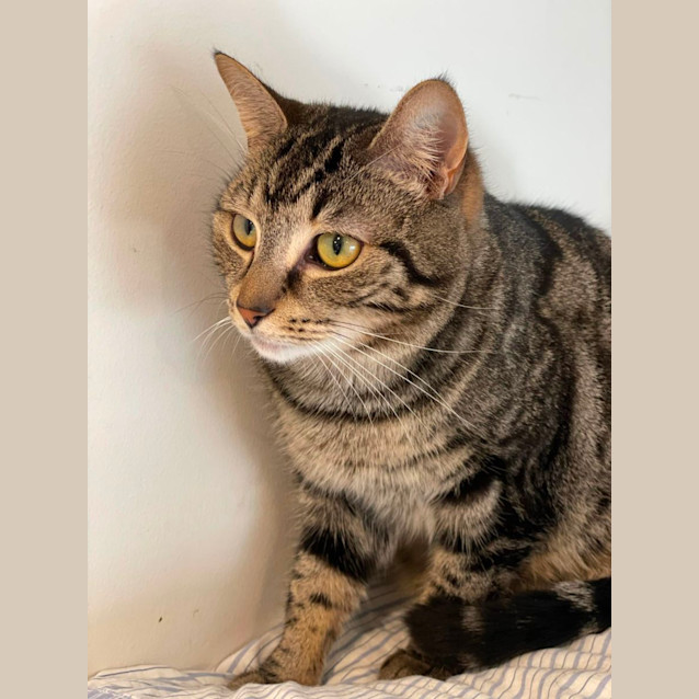 Photo of Lulu **2nd Chance Cat Rescue**