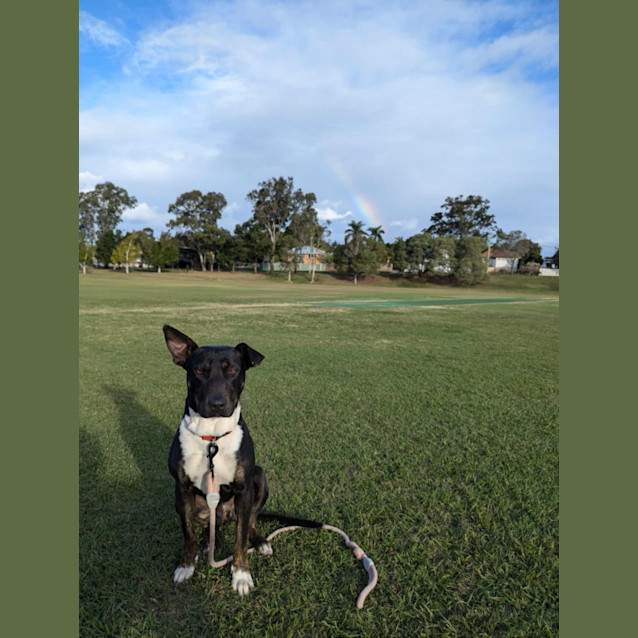 Photo of Dakota *$250 Adoption Fee*