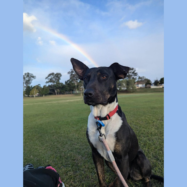 Photo of Dakota *$250 Adoption Fee*