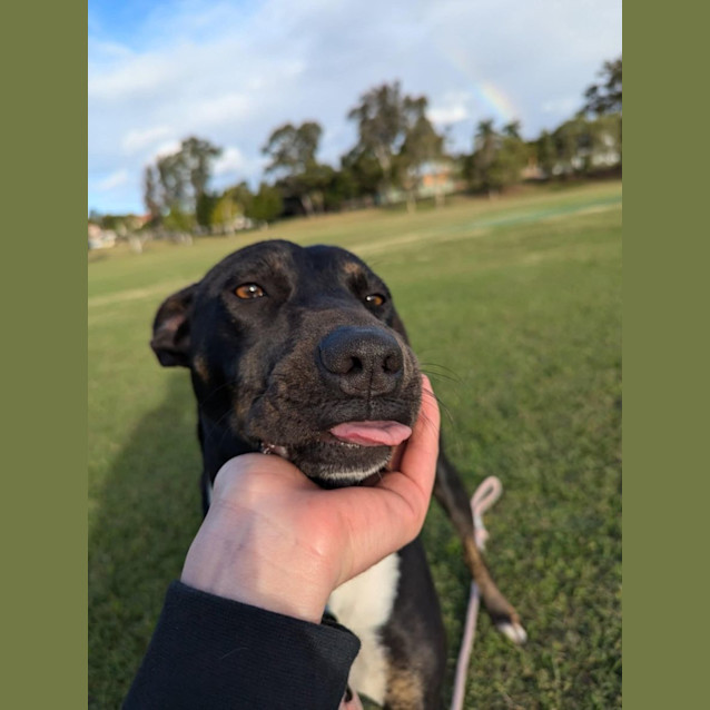 Photo of Dakota *$250 Adoption Fee*