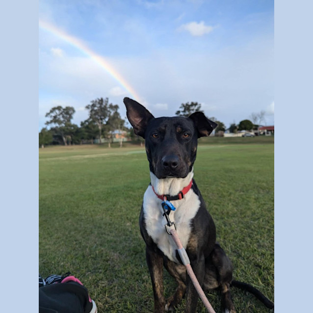 Photo of Dakota *$250 Adoption Fee*