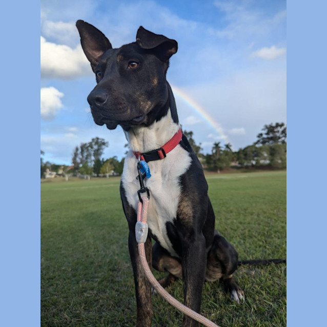 Photo of Dakota *$250 Adoption Fee*