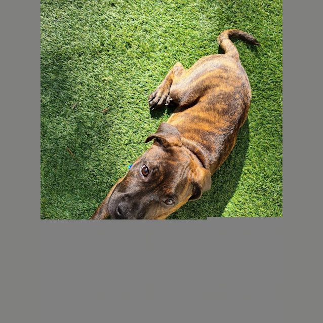 Photo of Dodger
